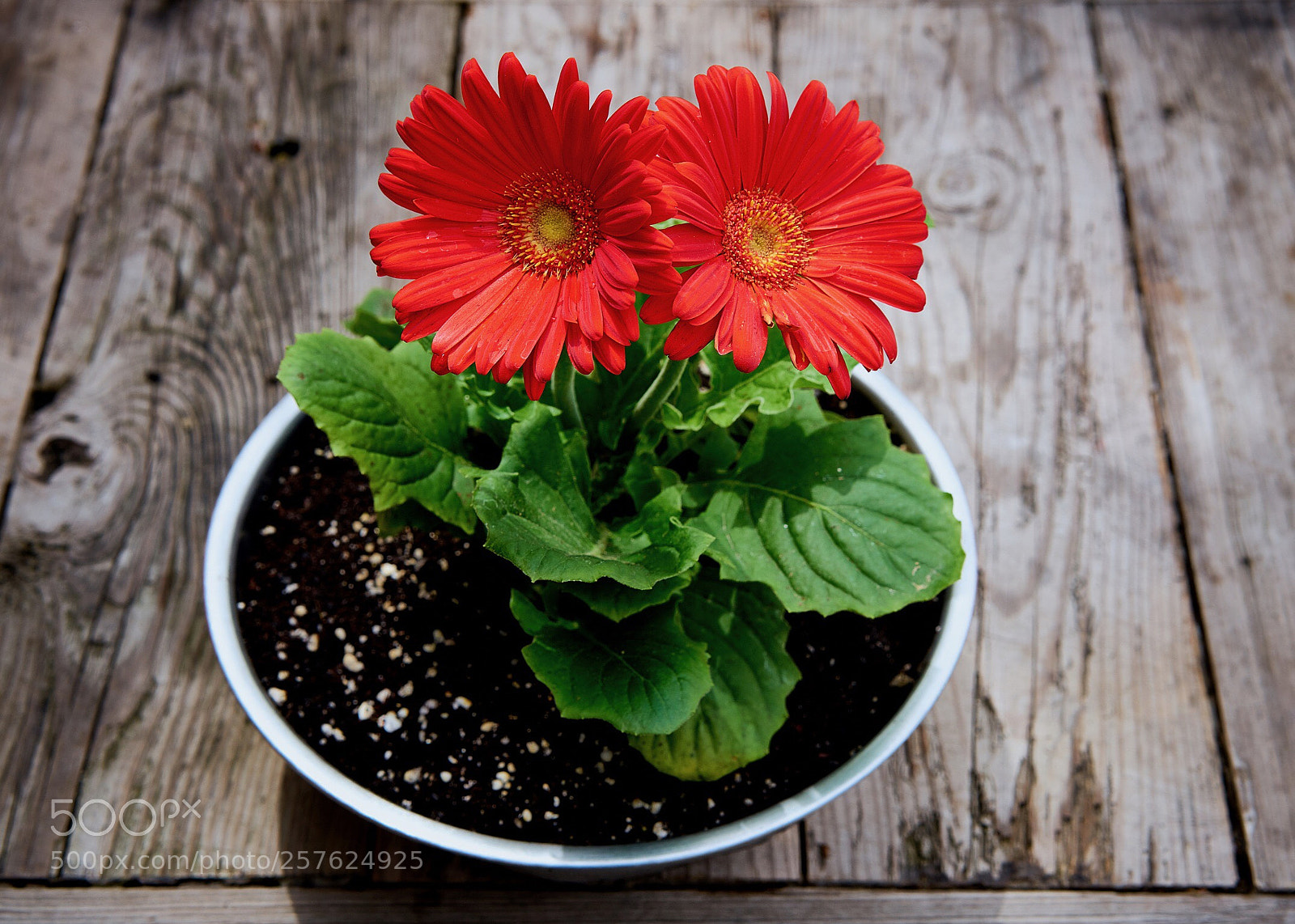 Sony a7R II sample photo. Flower photography