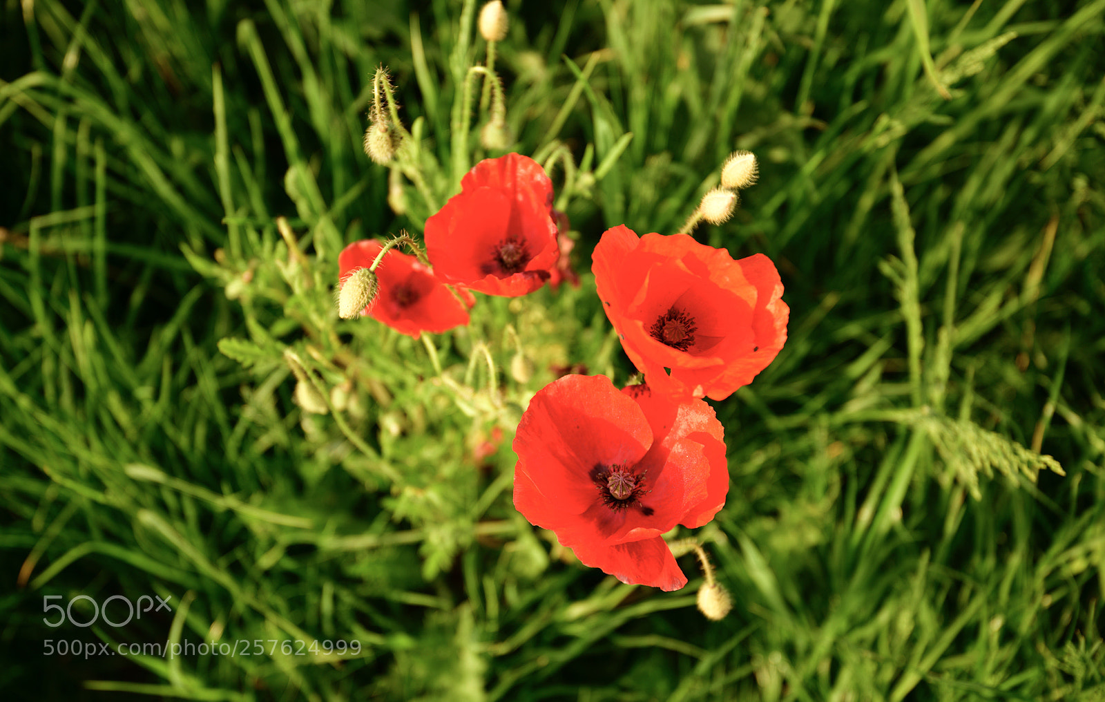 Nikon D850 sample photo. Poppy flowers photography