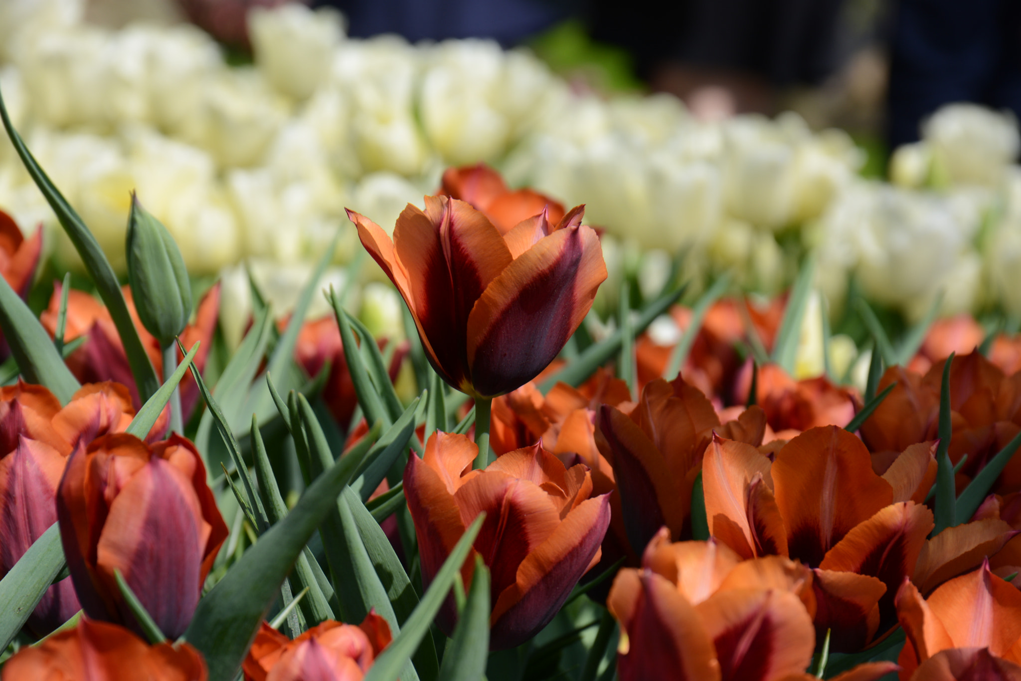 Nikon D5200 sample photo. Standing clear photography
