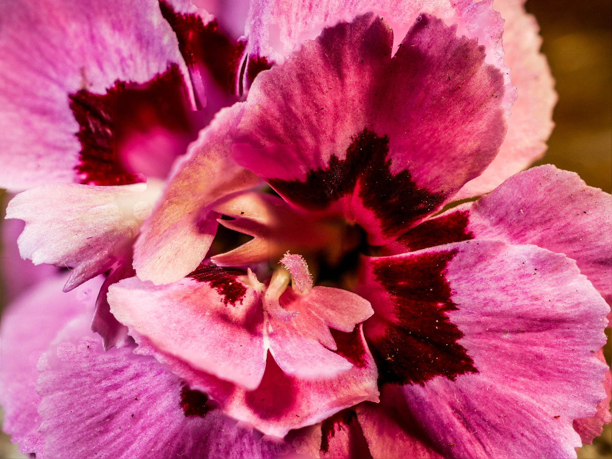 Panasonic DMC-G81 sample photo. Nelke innen photography