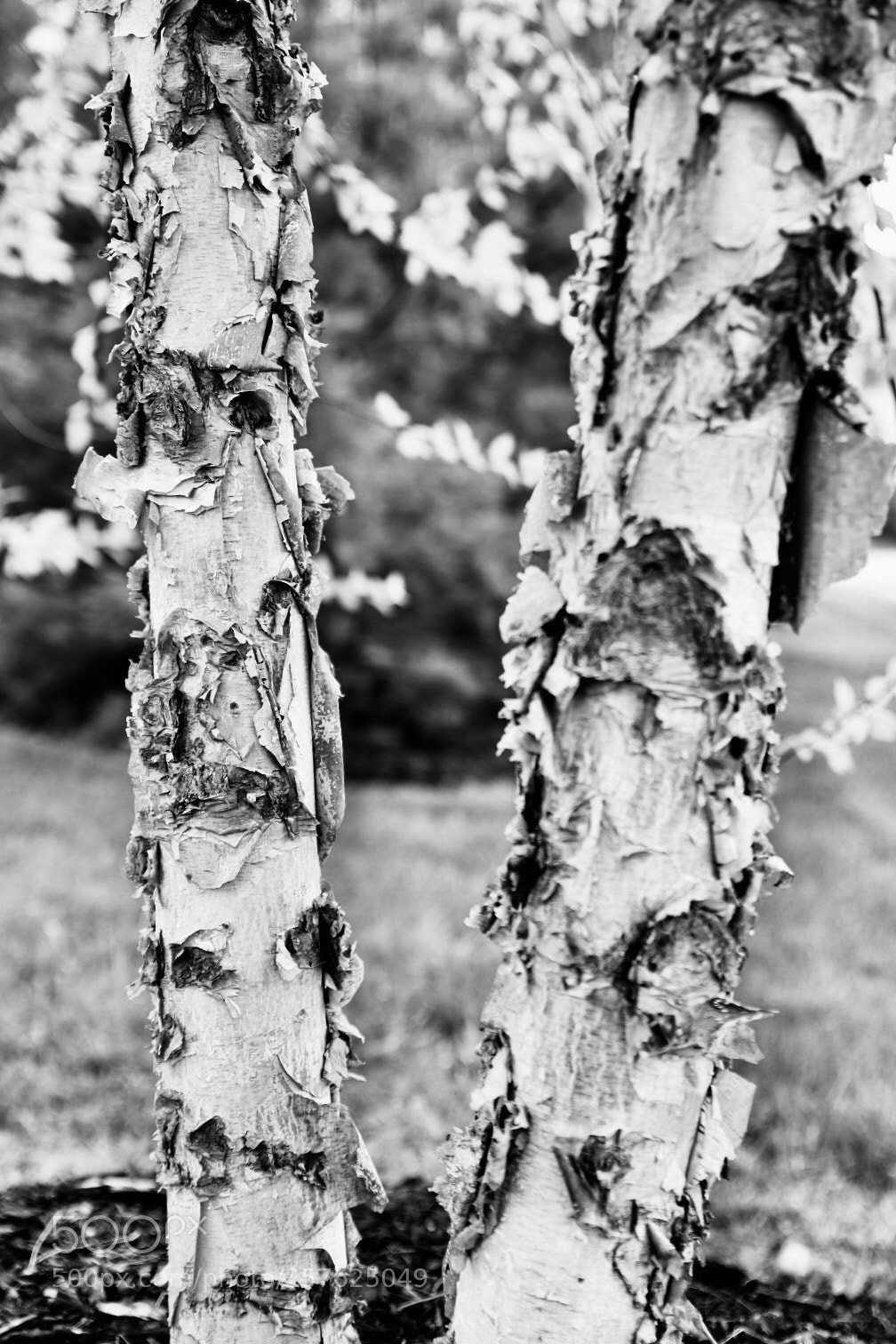 Nikon D750 sample photo. Untitled photography