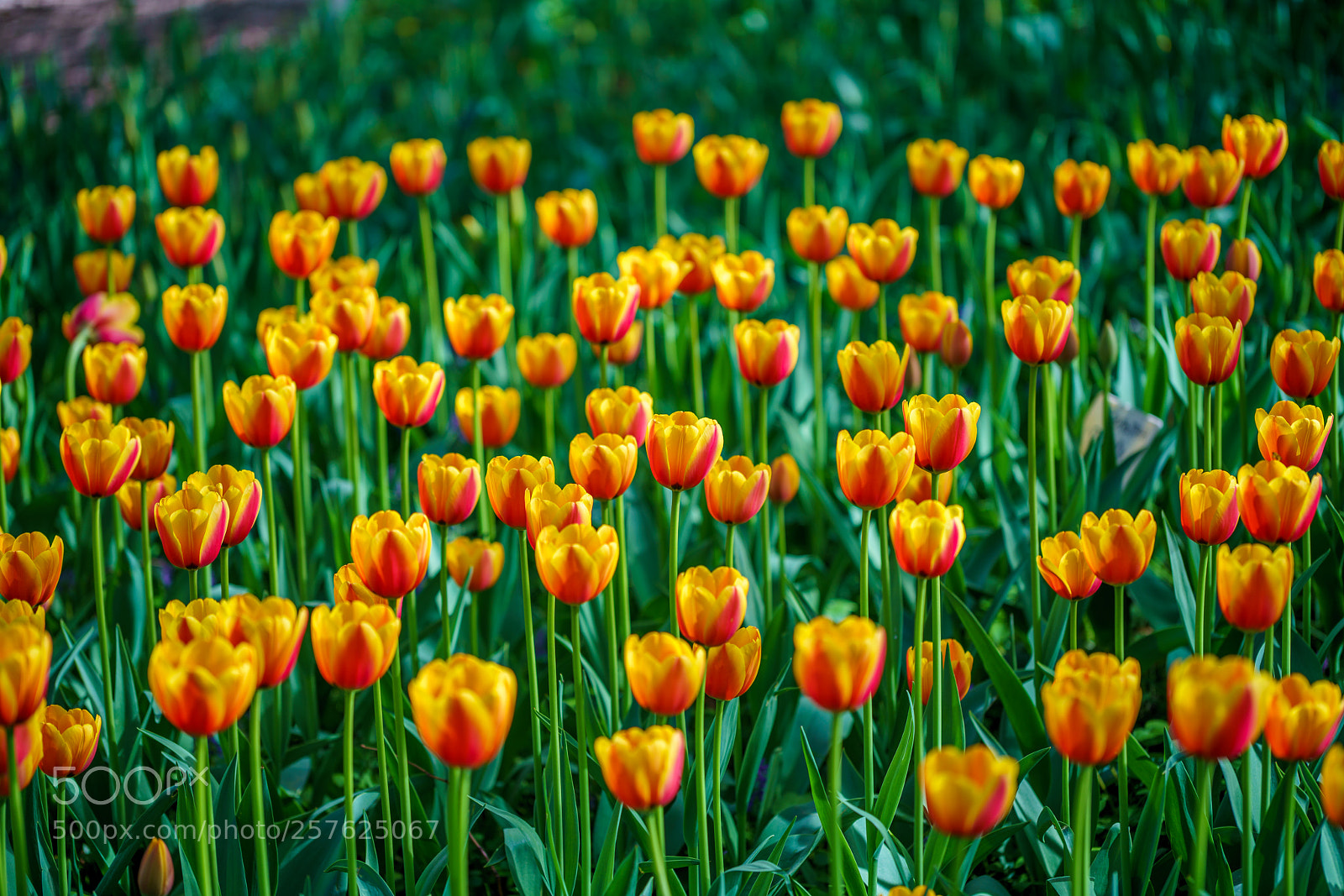Sony a7R III sample photo. Flowers in botanic garden photography