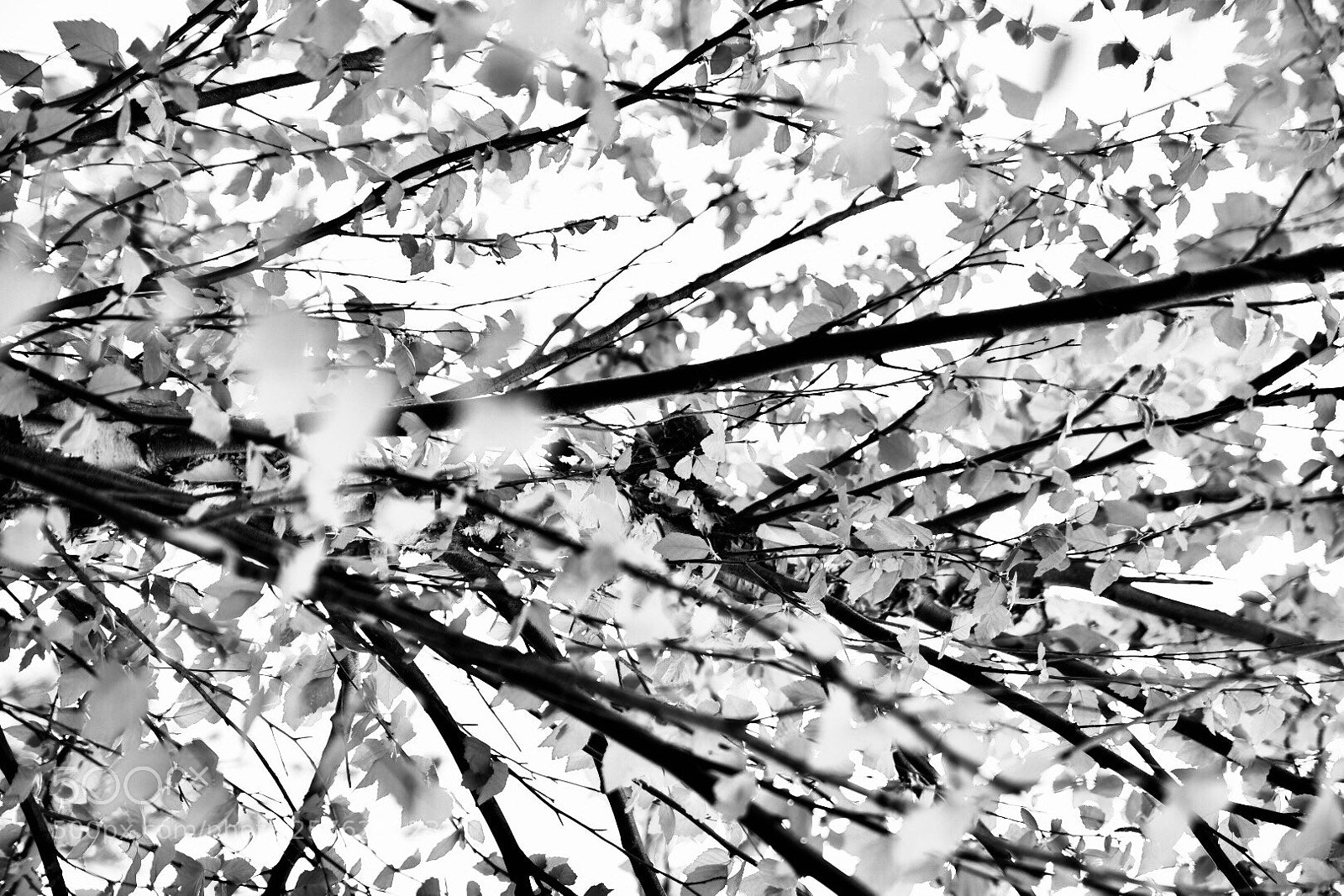 Nikon D750 sample photo. Untitled photography