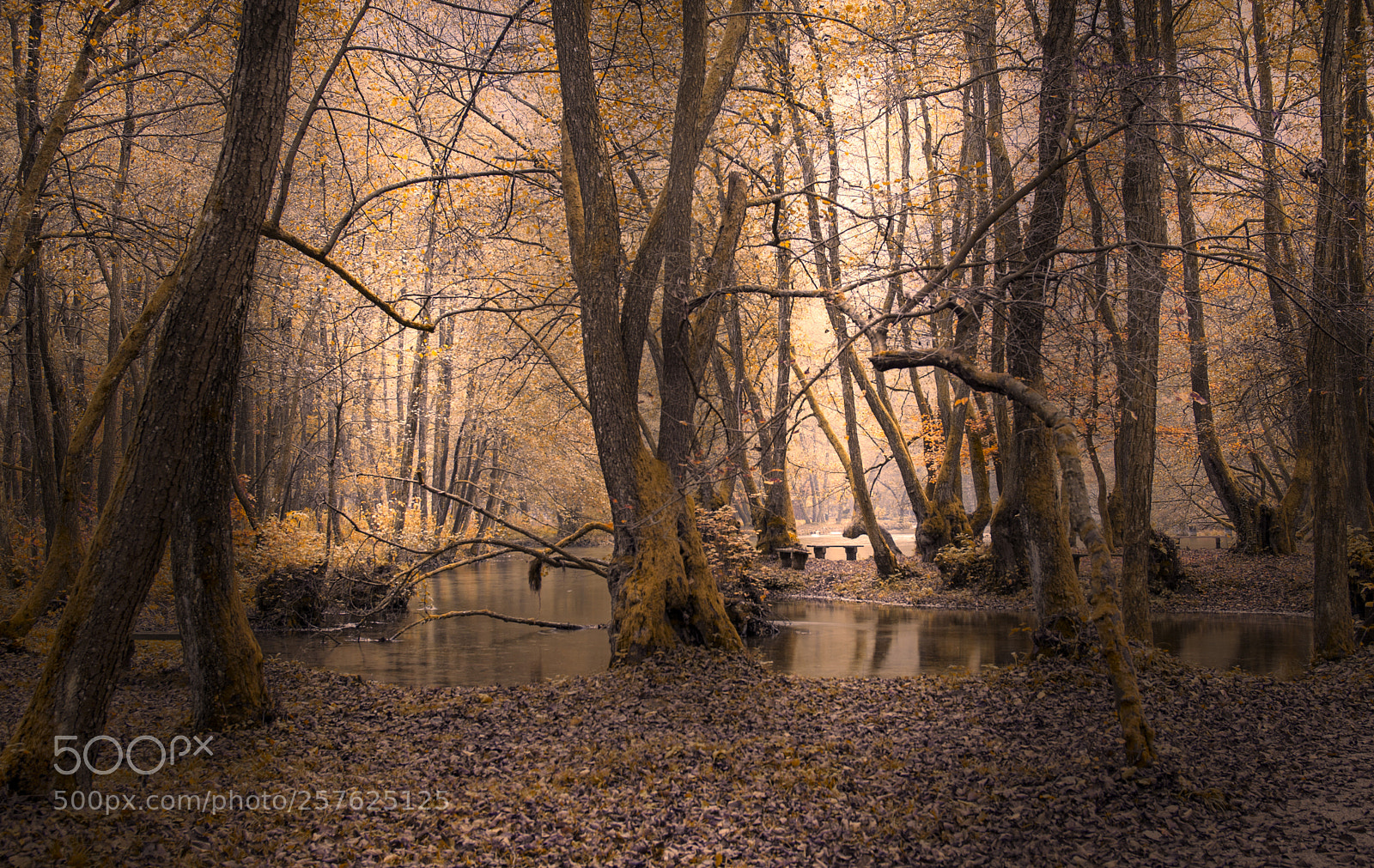 Nikon D610 sample photo. Forest photography