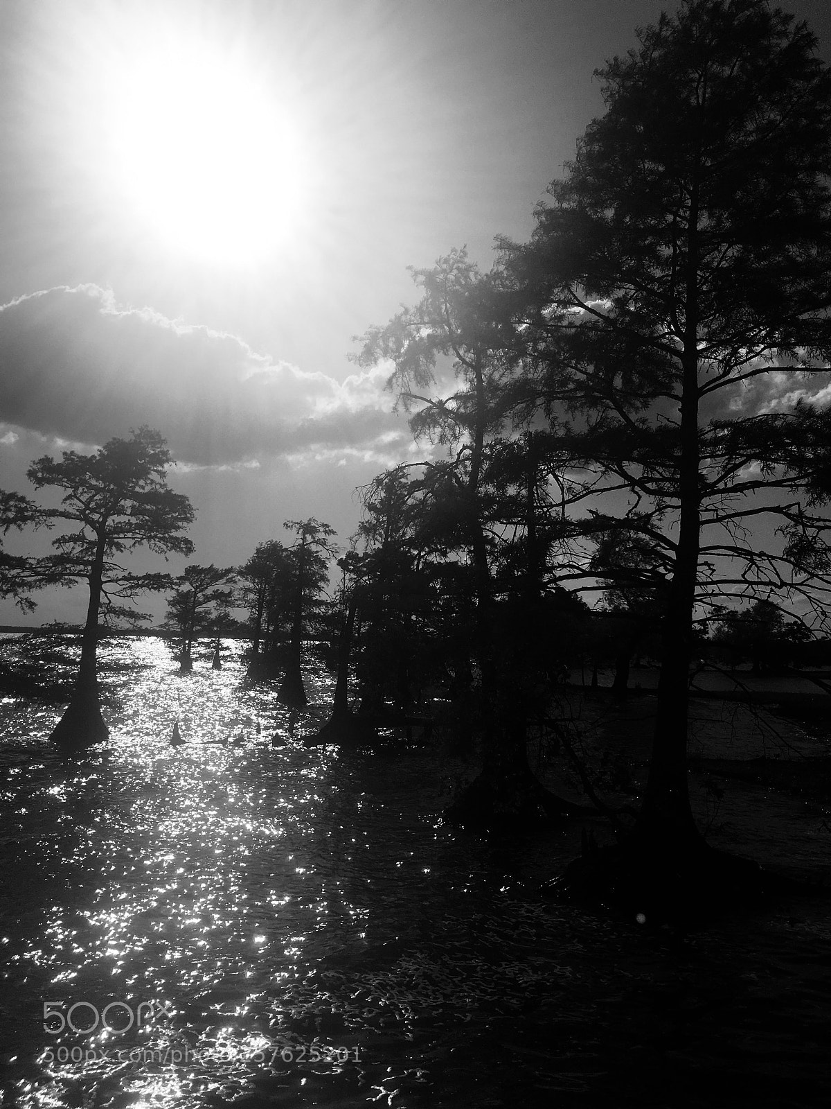 Apple iPhone 6s Plus sample photo. Swamp photography