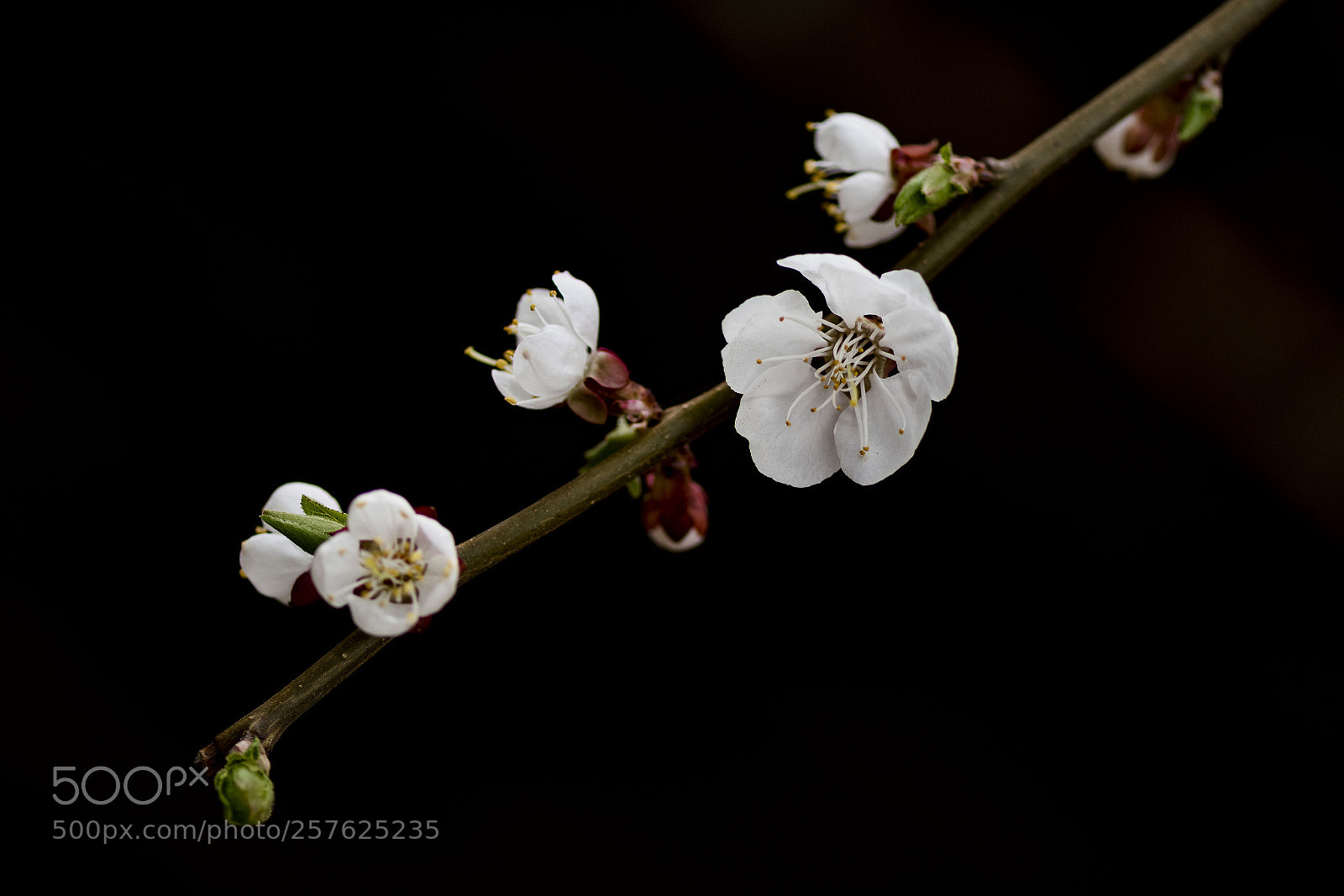 Nikon D500 sample photo. White flowers photography