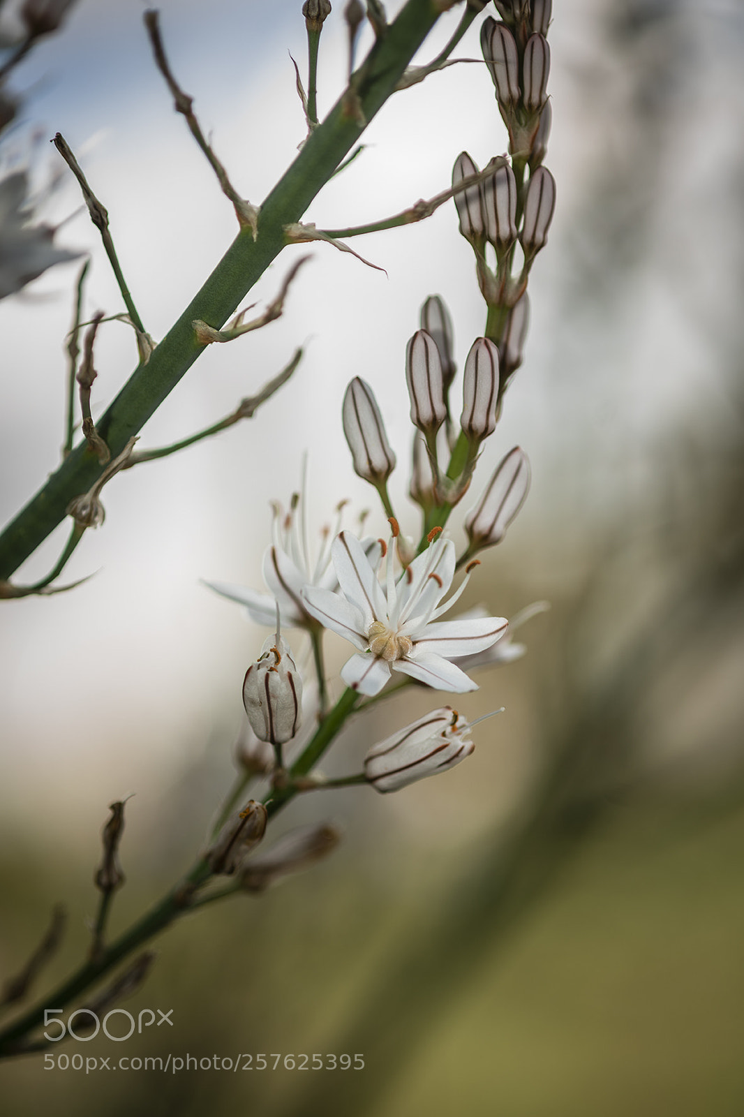 Nikon D810 sample photo. Flor blanca photography