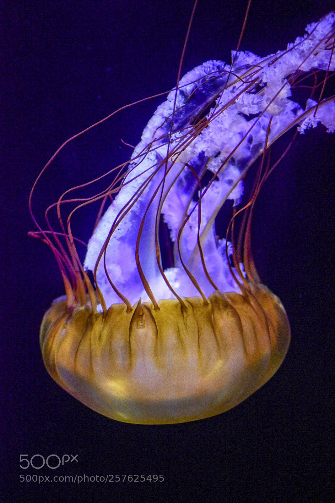 Nikon D5500 sample photo. Jellyfish in bahamas photography