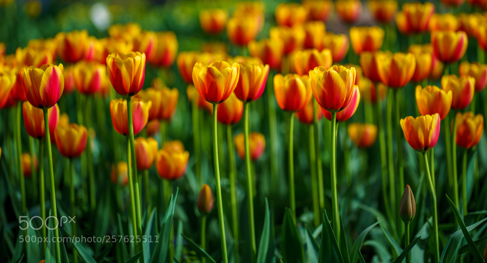 Sony a7R III sample photo. Flowers in botanic garden photography
