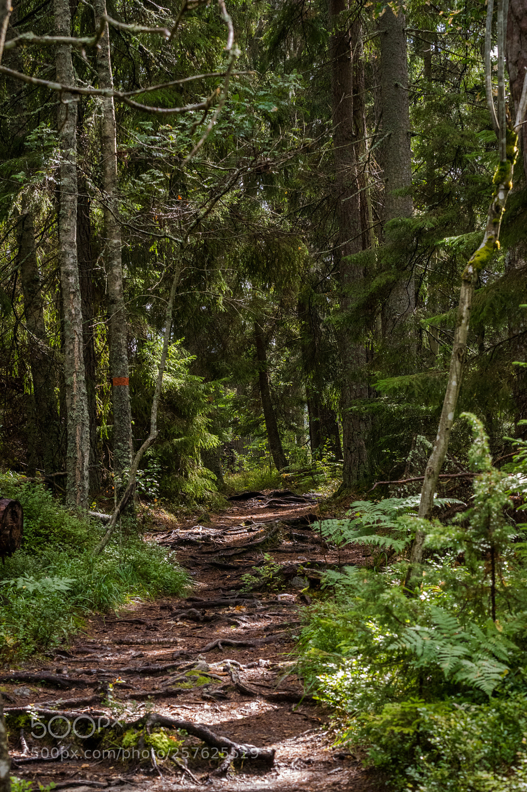 Nikon D3300 sample photo. National park photography