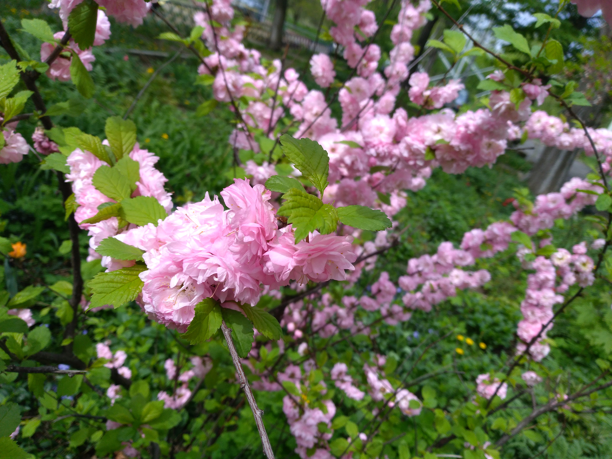 HUAWEI P9 LITE MINI sample photo. Img_20180427_130636.jpg photography