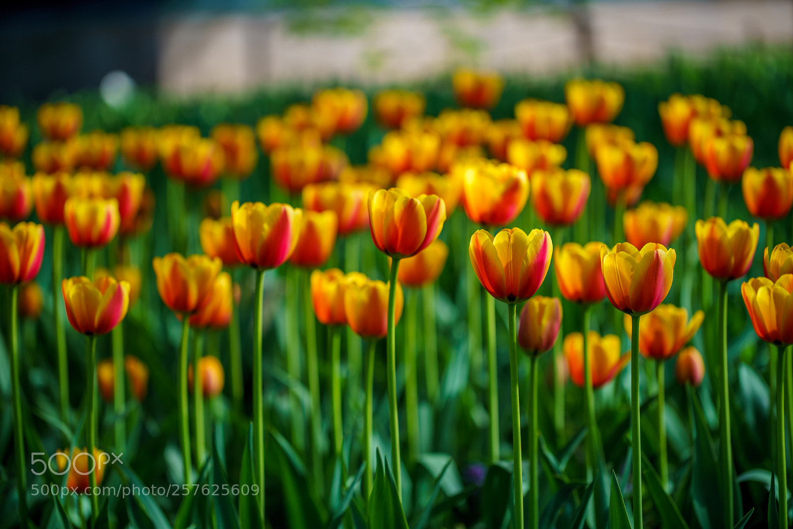 Sony a7R III sample photo. Flowers in botanic garden photography