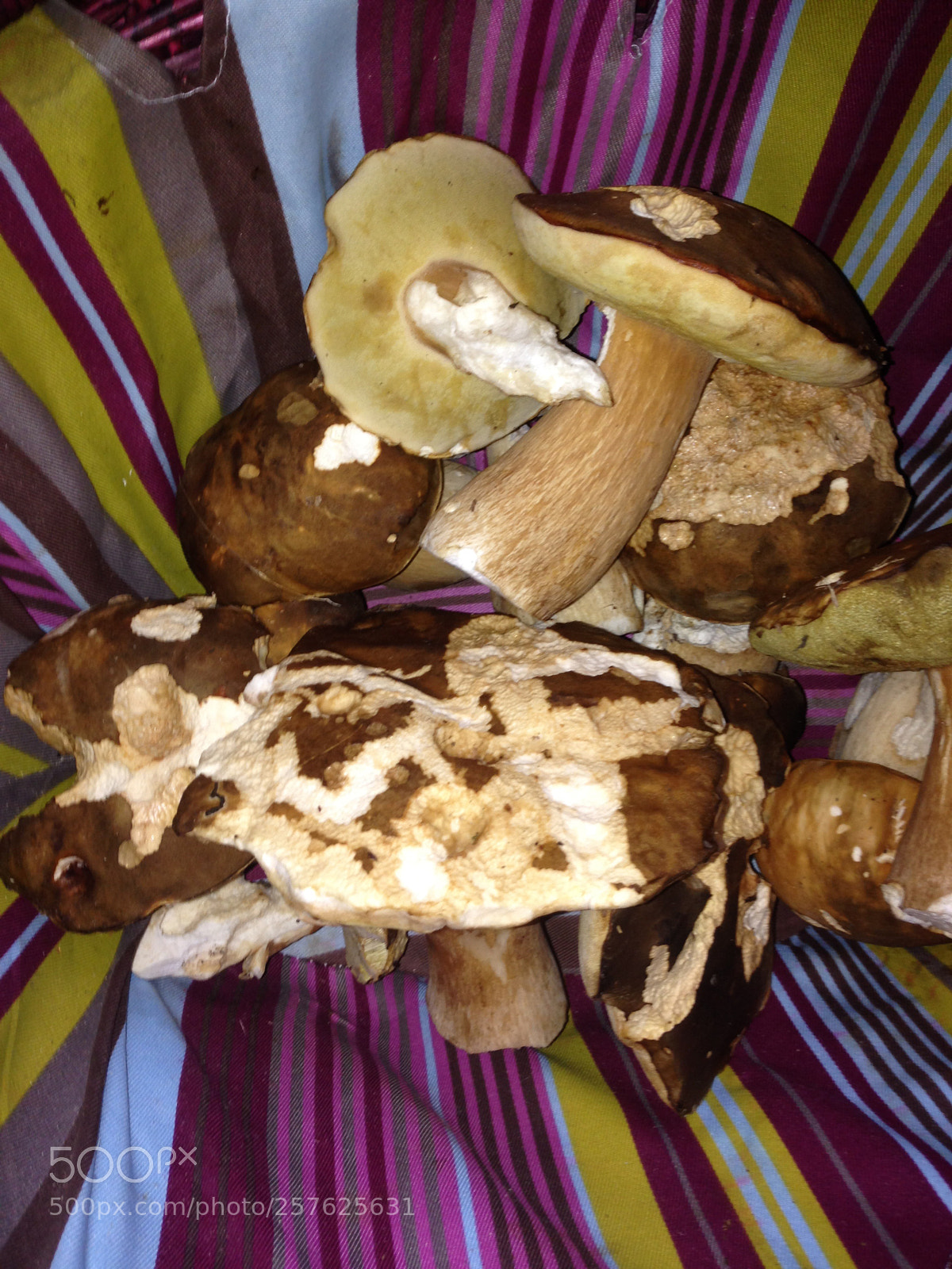 Apple iPhone 5 sample photo. Mushrooms photography
