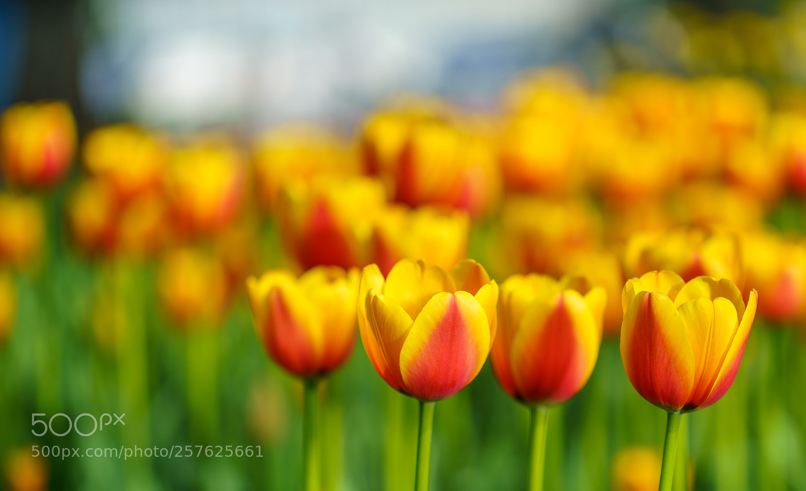 Sony a7R III sample photo. Flowers in botanic garden photography