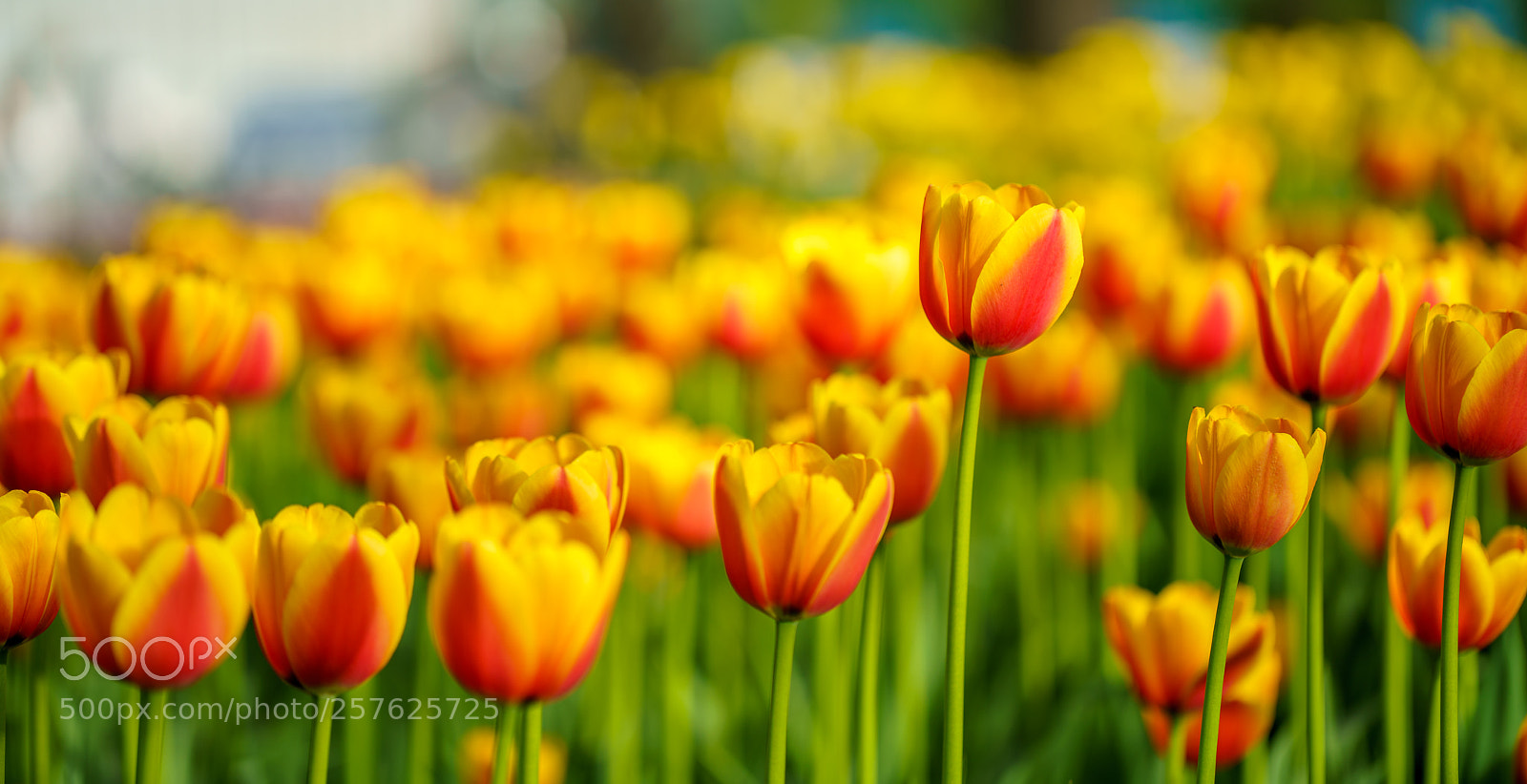 Sony a7R III sample photo. Flowers in botanic garden photography