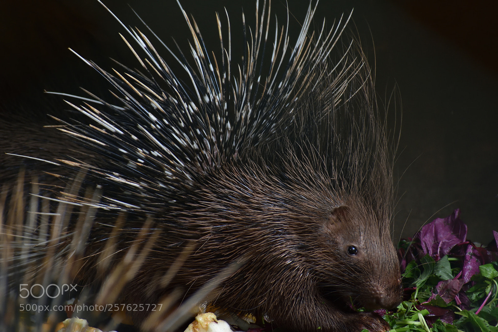 Nikon D3400 sample photo. Porcupine photography
