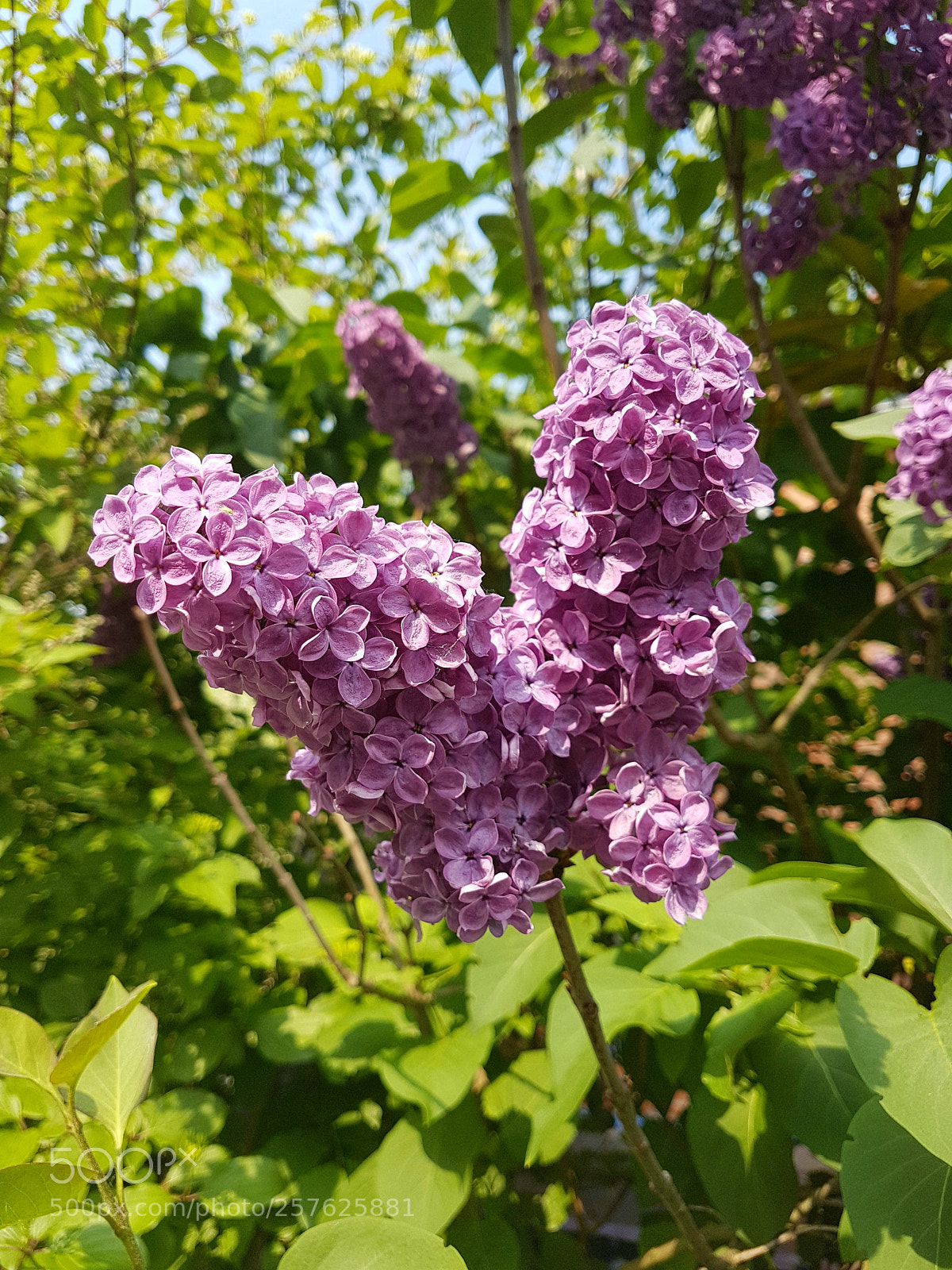 Samsung Galaxy S7 Edge sample photo. Flieder (...like a butterfly) photography