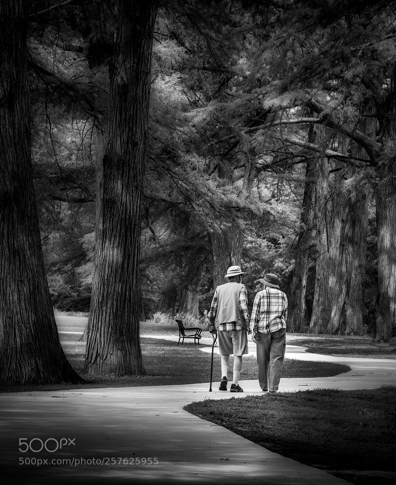 Nikon D610 sample photo. Winding path photography