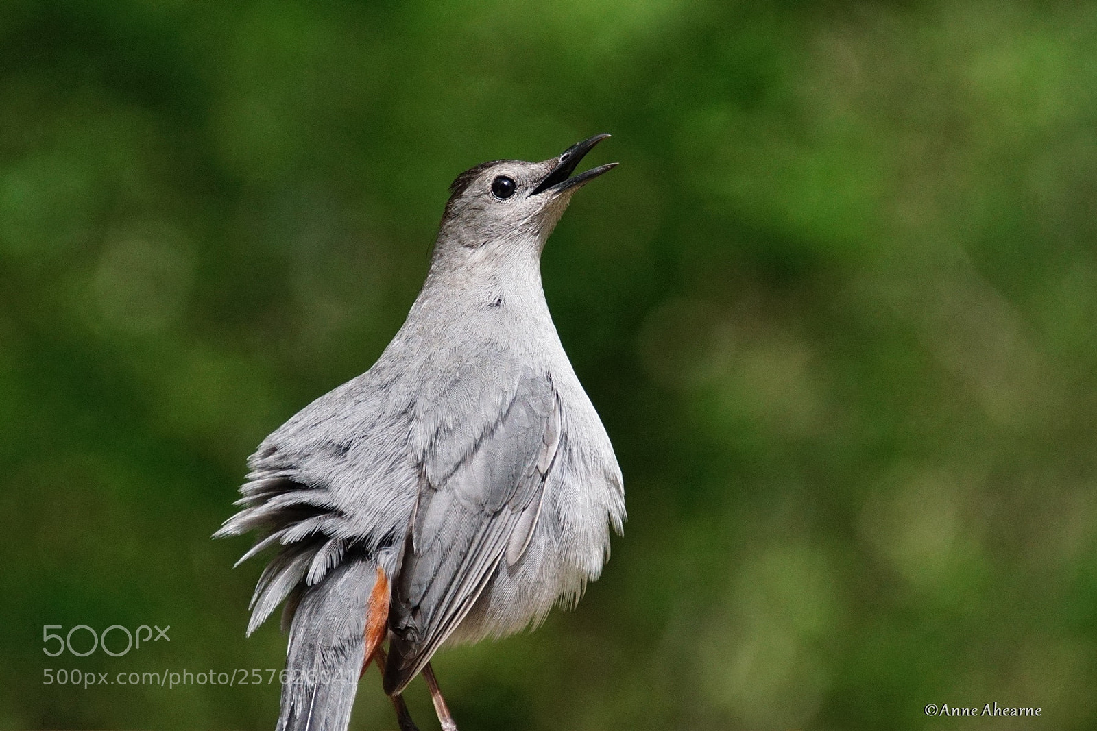Sony ILCA-77M2 sample photo. Catbird all puffed up photography