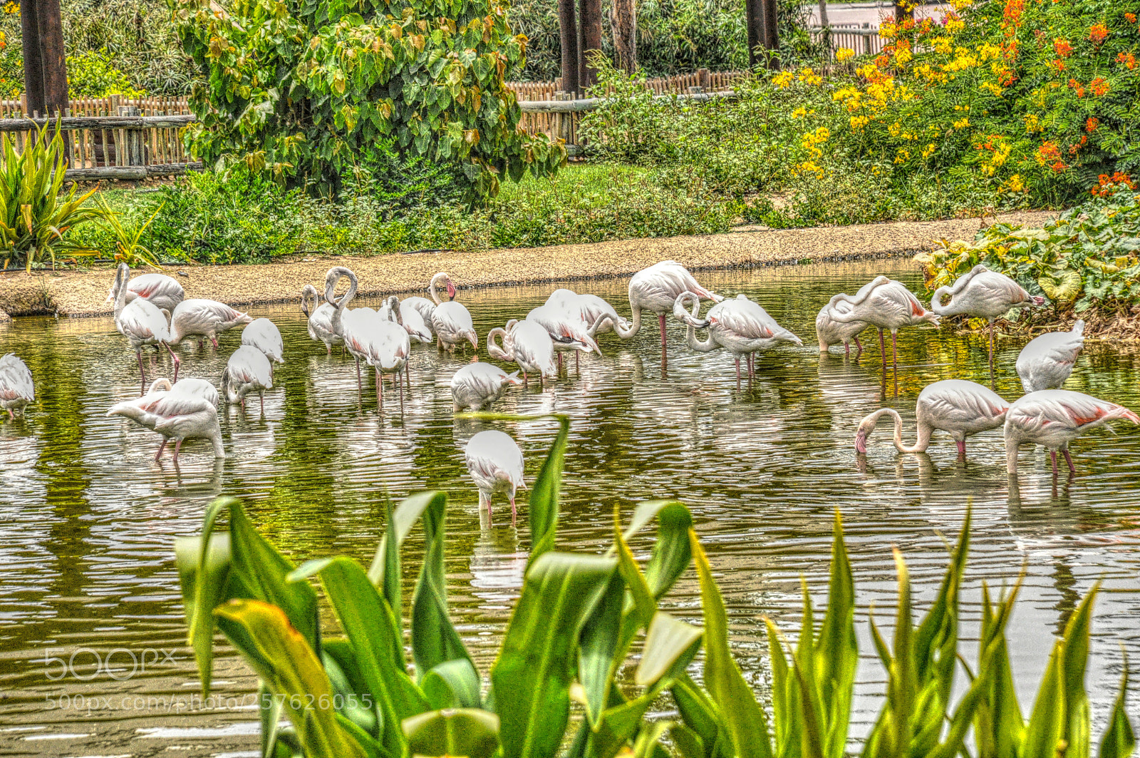 Nikon D90 sample photo. From dubai safari park photography