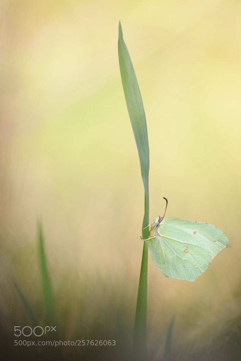 Nikon D300S sample photo. Citron photography