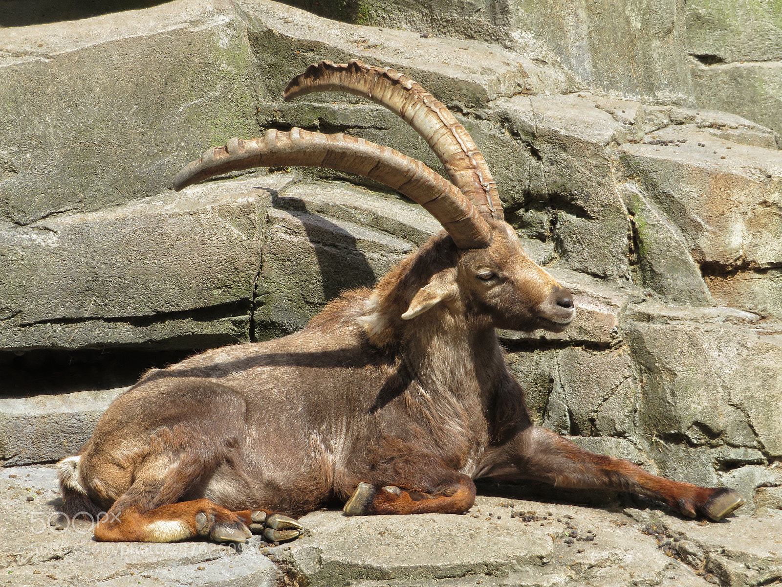 Canon PowerShot SX720 HS sample photo. Sunbathing ibex photography