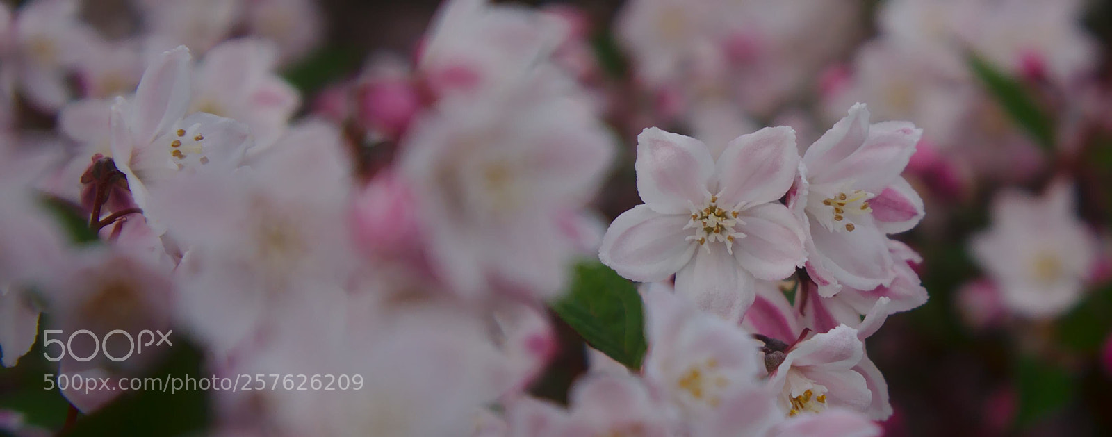 Sony Alpha NEX-7 sample photo. Untitled photography