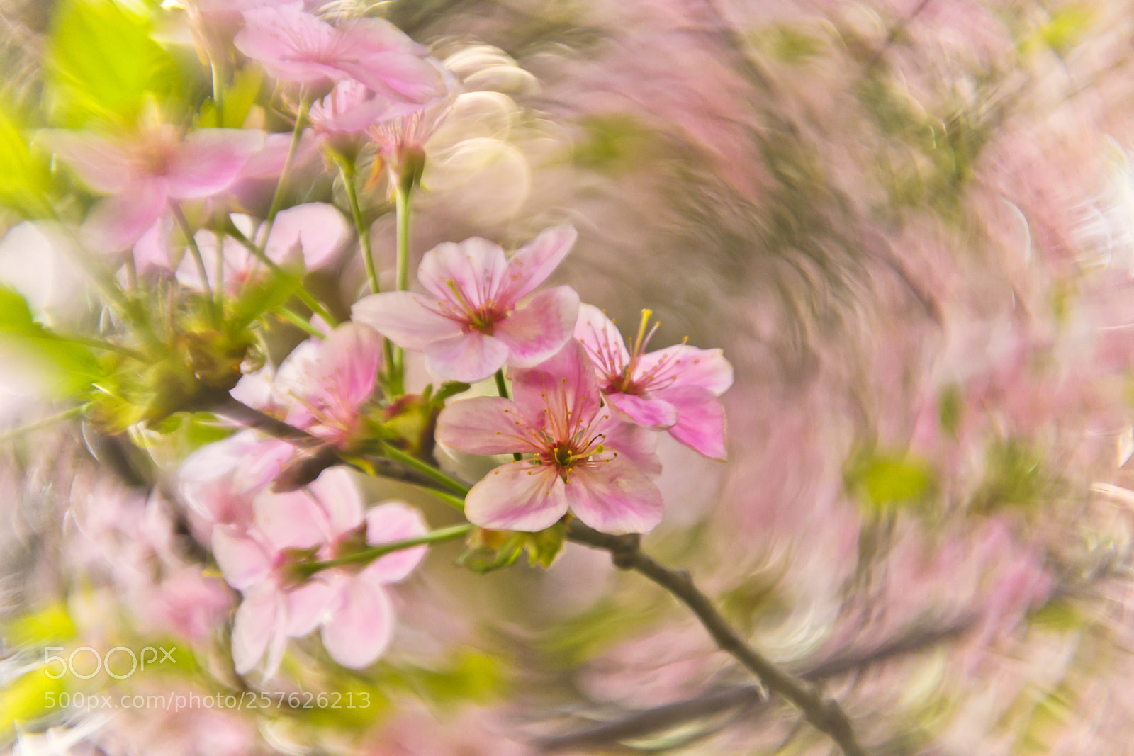 Nikon D3100 sample photo. Pink sacura photography