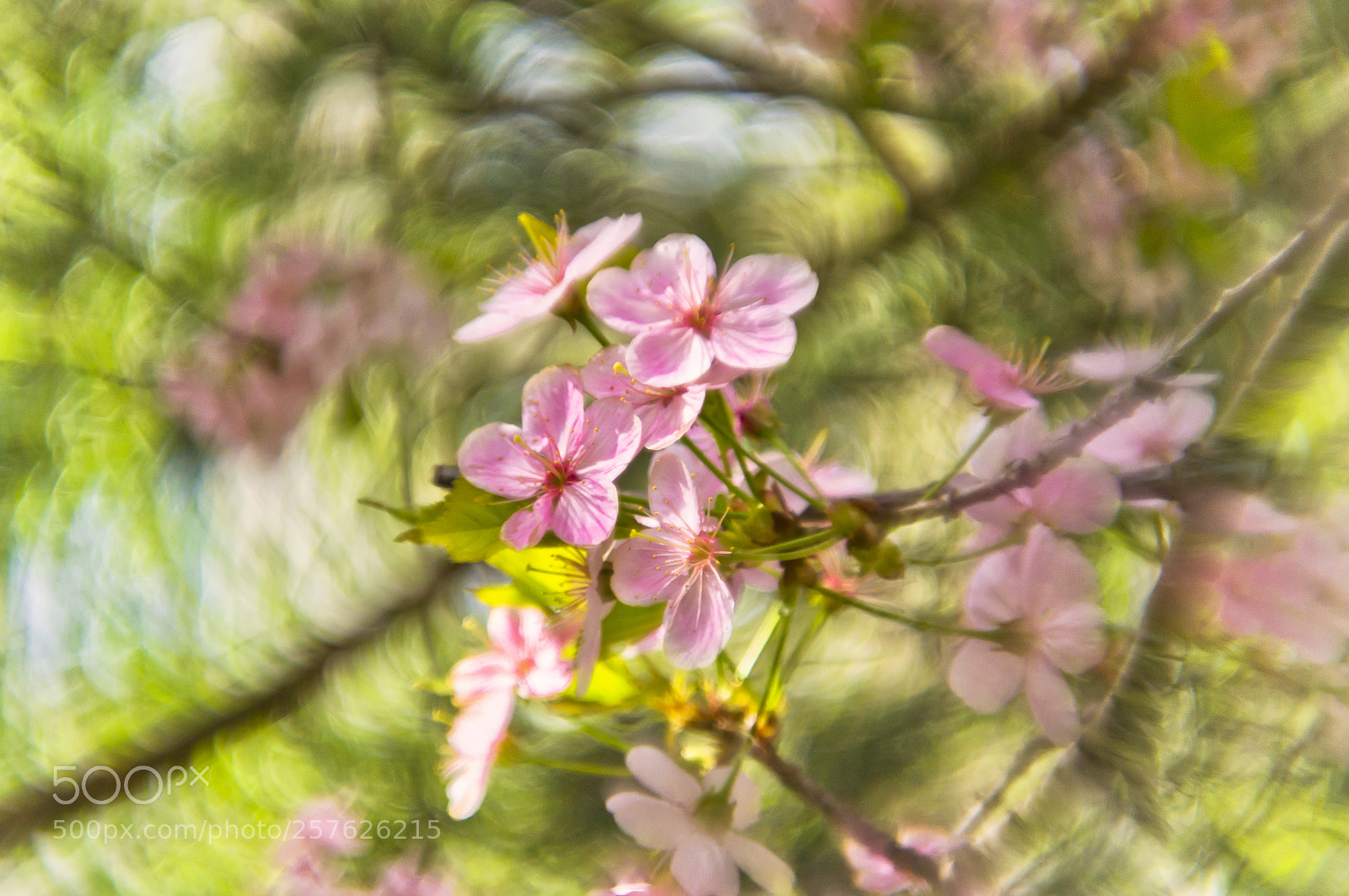 Nikon D3100 sample photo. Pink sacura photography