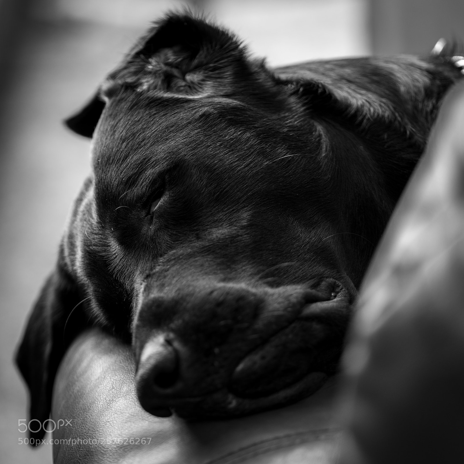 Nikon D850 sample photo. Let sleeping dogs lie photography