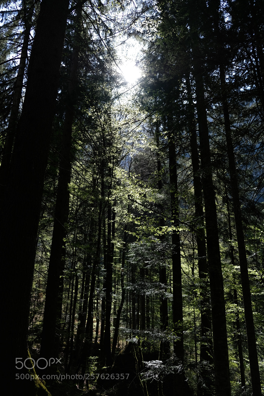 Fujifilm X-E3 sample photo. Wood photography