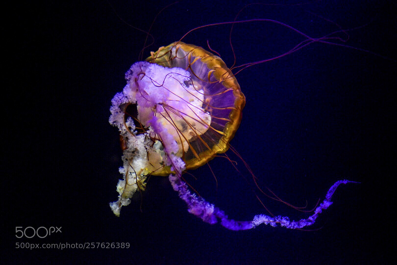 Nikon D5500 sample photo. Jellyfish atlantis photography