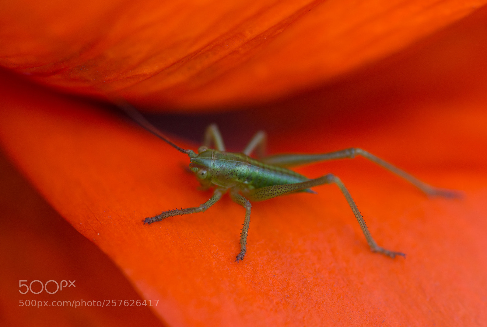 Nikon D800 sample photo. Grasshopper photography