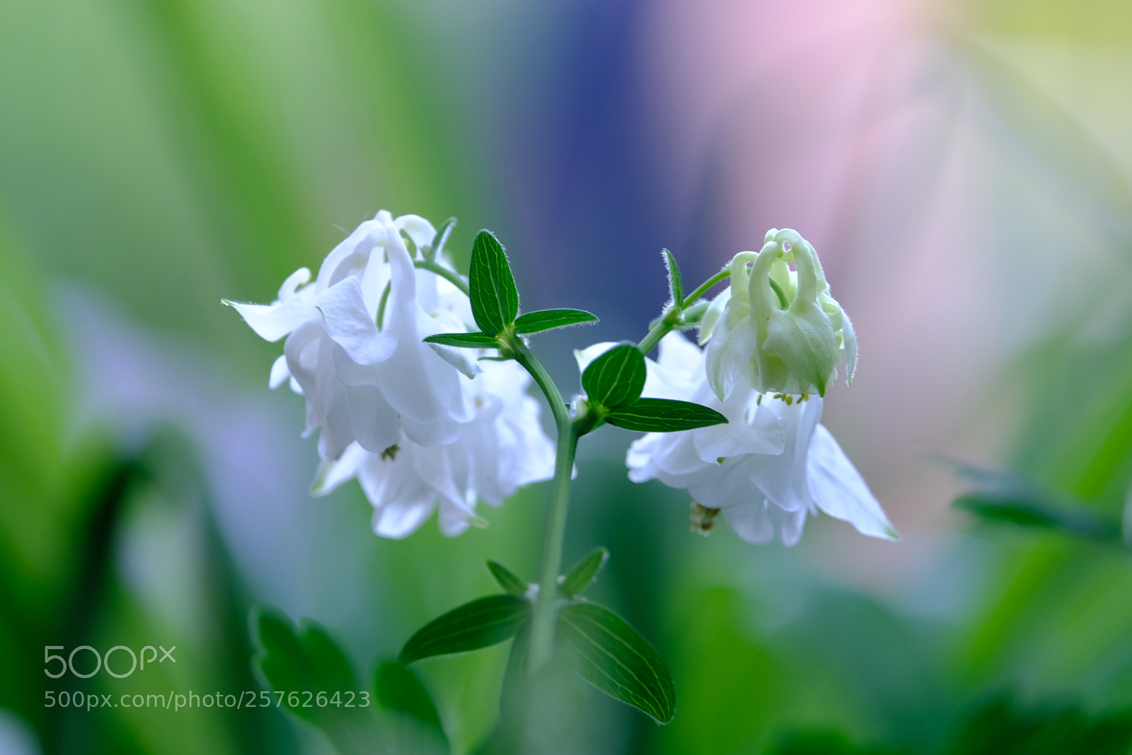Fujifilm X-T2 sample photo. White flower photography
