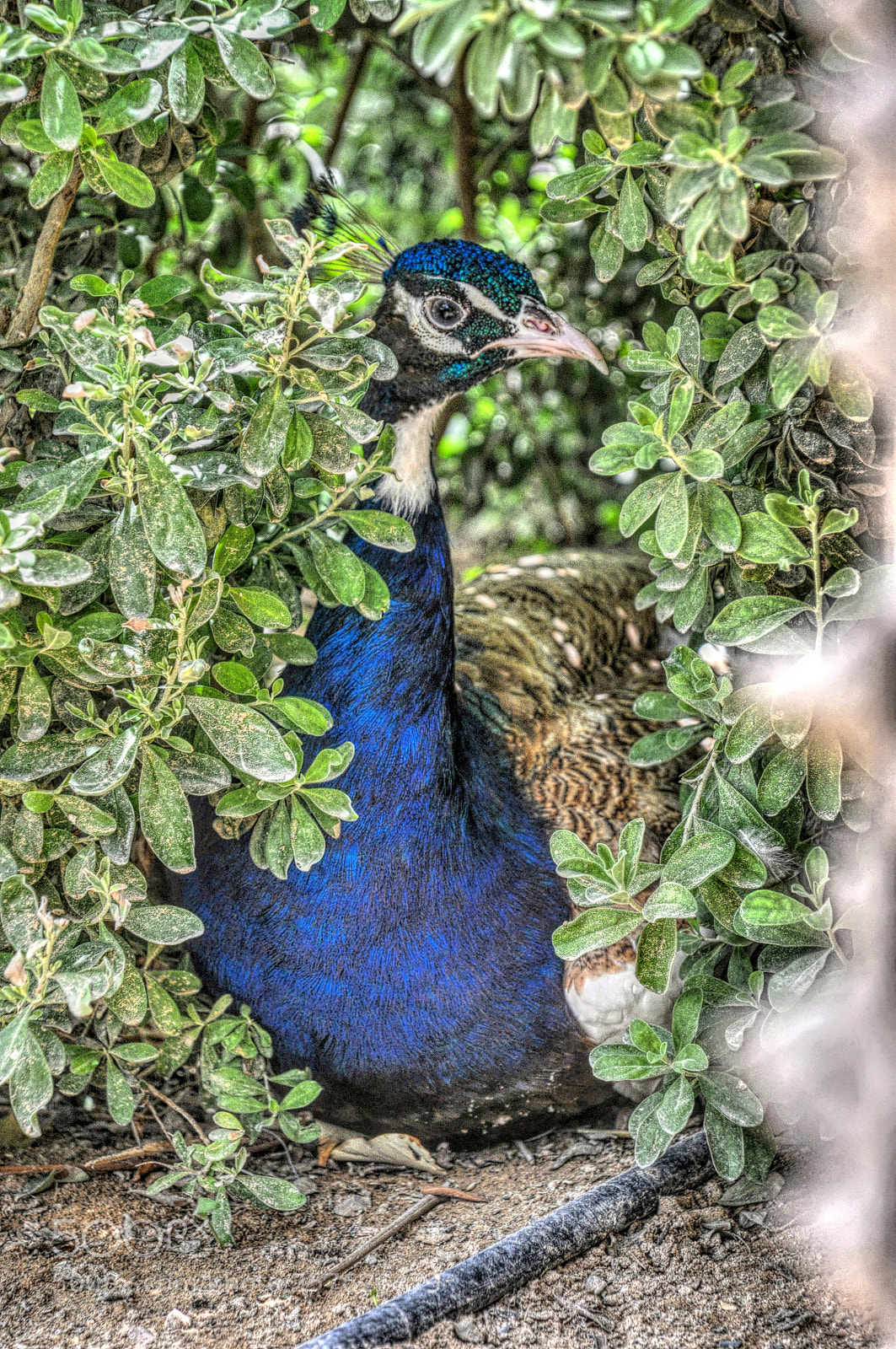 Nikon D90 sample photo. Hide and seek photography