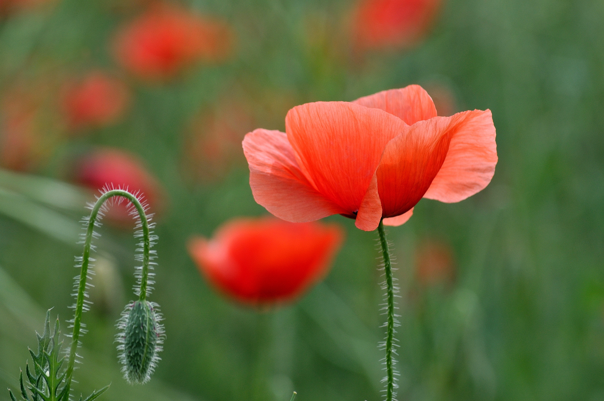 Nikon D5000 sample photo. Poppy photography