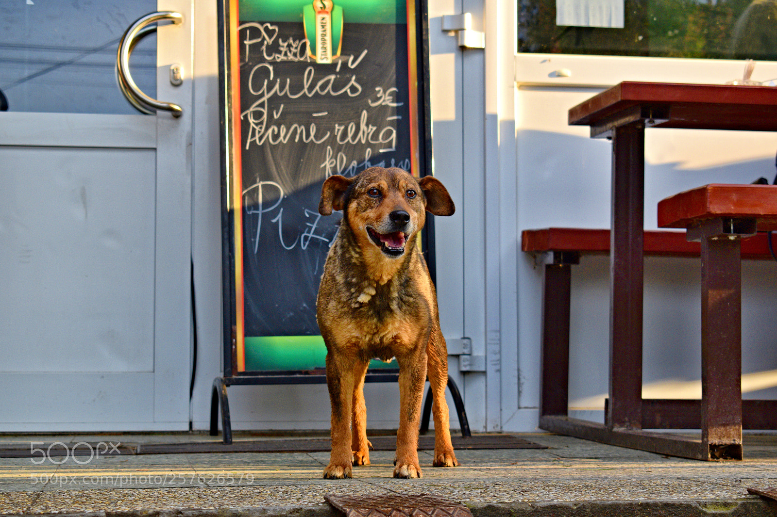 Nikon D3300 sample photo. Hot dog photography