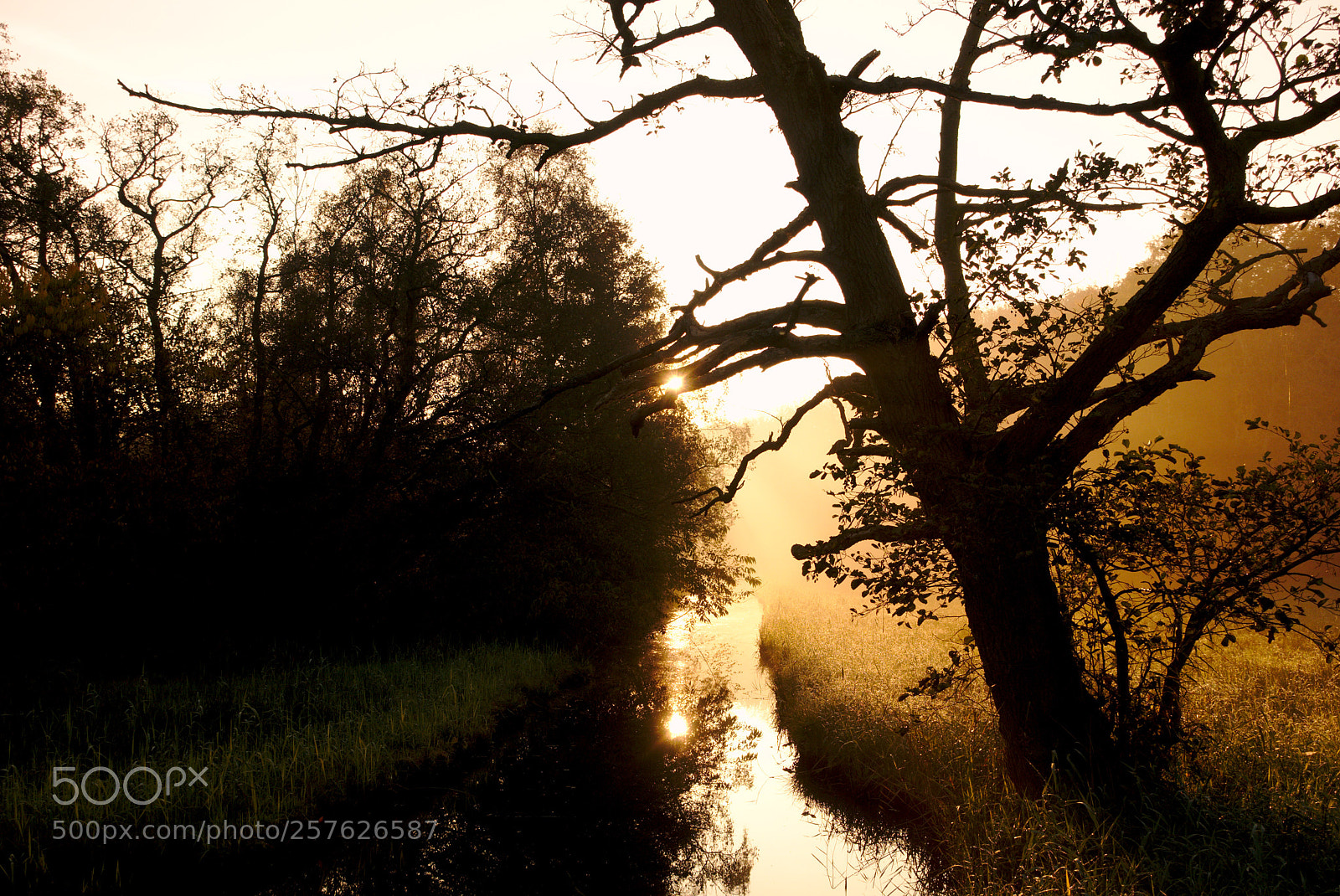 Sony Cyber-shot DSC-RX100 III sample photo. Foggy forrest photography