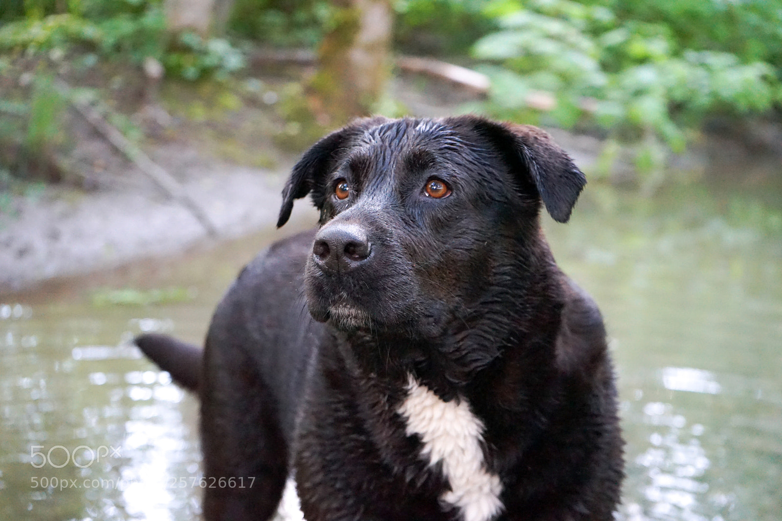Sony a7 II sample photo. Layla photography