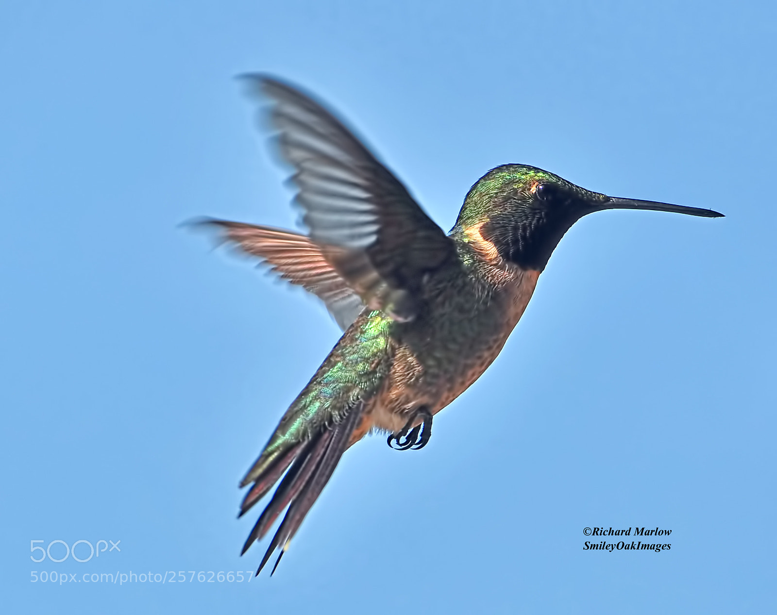 Nikon D5000 sample photo. Hummingbird photography