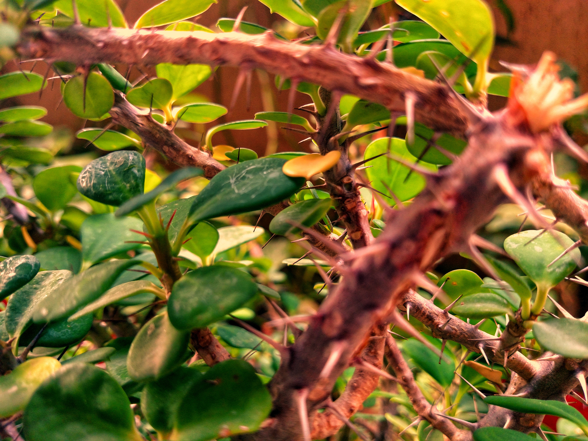 Motorola Droid Turbo sample photo. Plant 3 photography