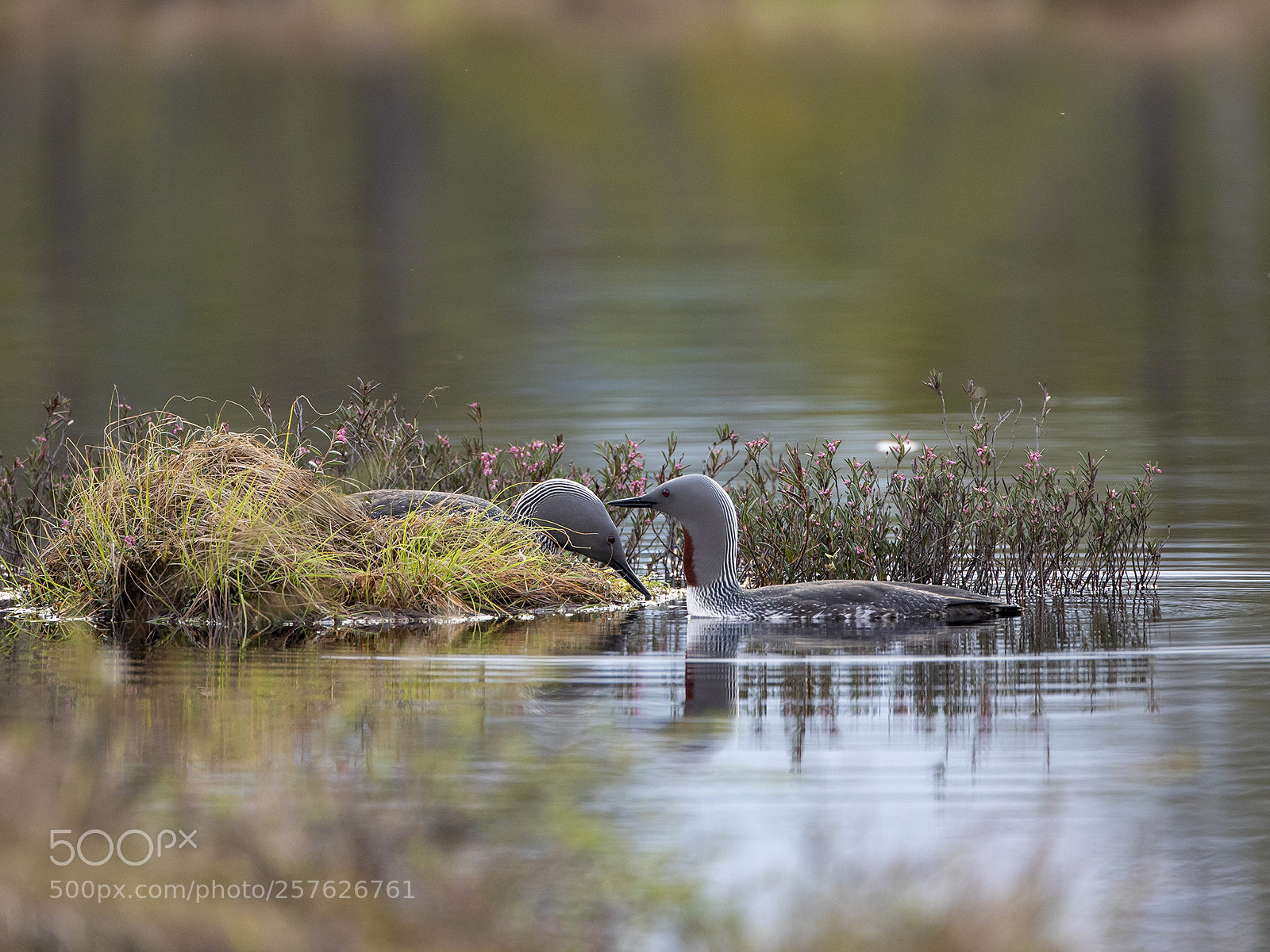 Canon EOS 5D Mark IV sample photo. Red-throated diver photography