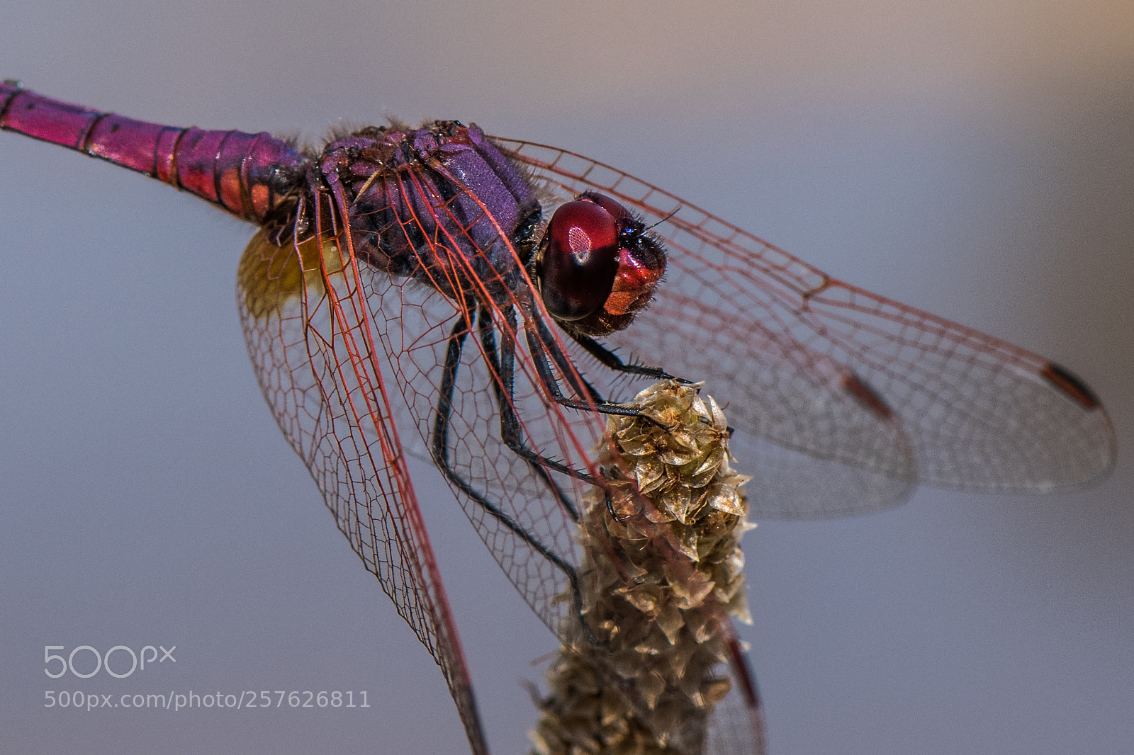 Nikon D850 sample photo. Dragonfly photography