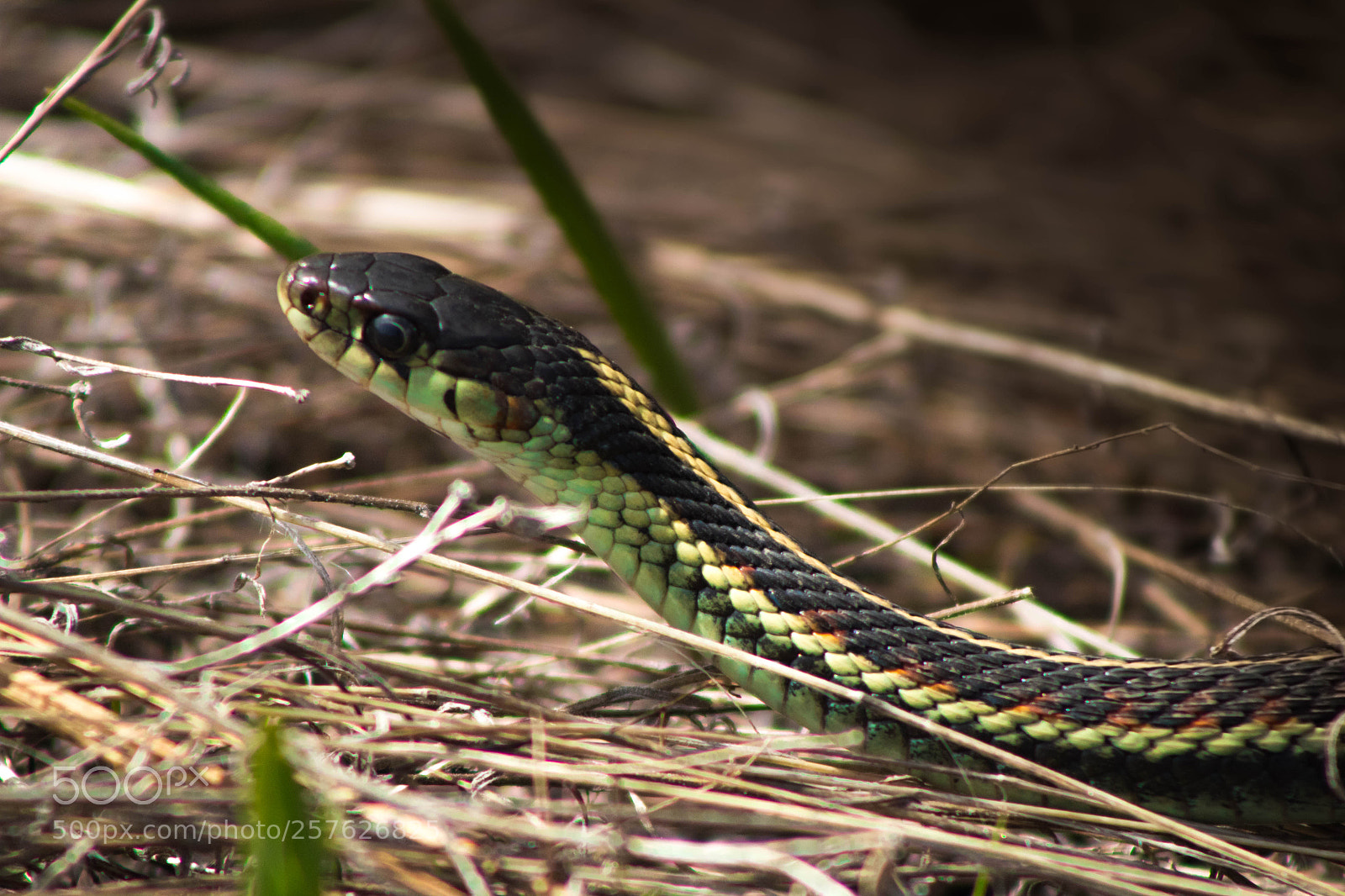 Canon EOS 1300D (EOS Rebel T6 / EOS Kiss X80) sample photo. Snake in the grass photography
