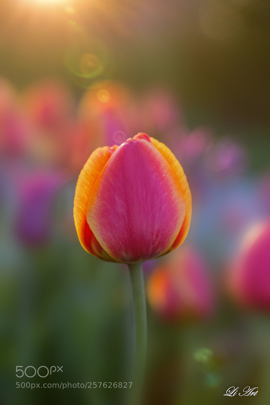Canon EOS 6D sample photo. Happy mother’s day  photography