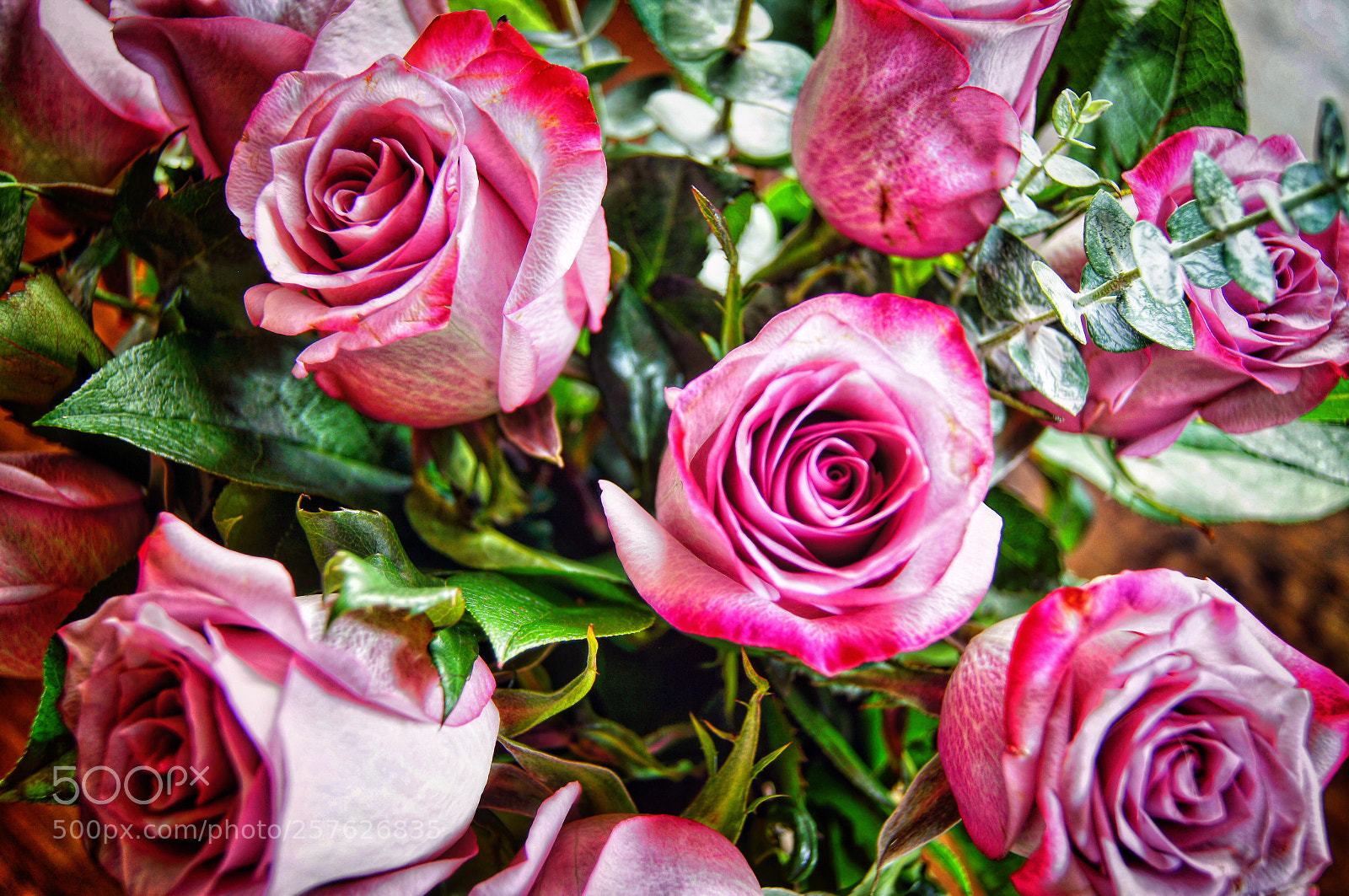 Sony SLT-A55 (SLT-A55V) sample photo. Pretty in pink photography