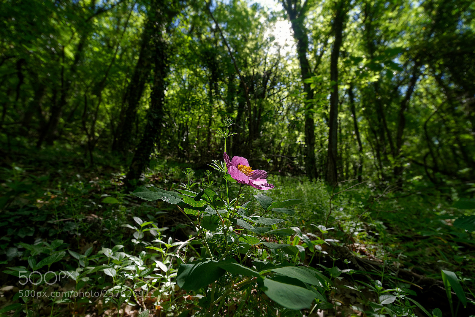 Pentax K-1 sample photo. Wild peonies of mangup-kale (6) photography