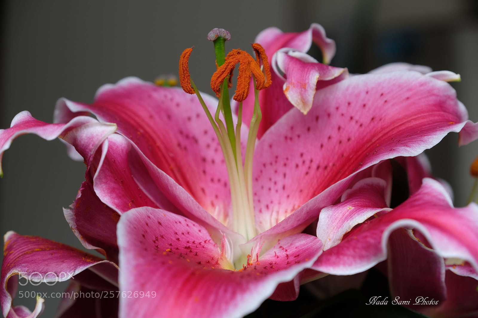 Fujifilm X-T2 sample photo. Lily photography