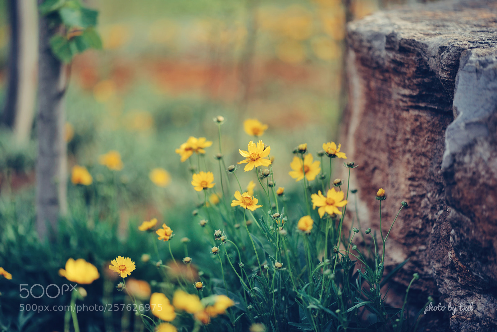 Nikon D750 sample photo. Untitled photography
