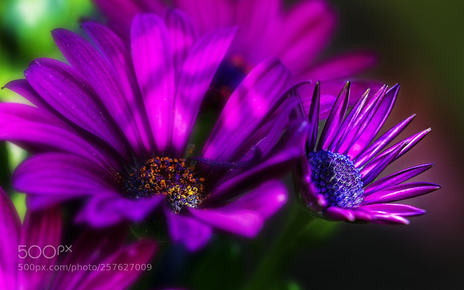 Canon EOS 5DS R sample photo. Flower photography